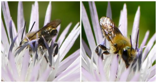 Réf. 281 782 : Osmia sp.